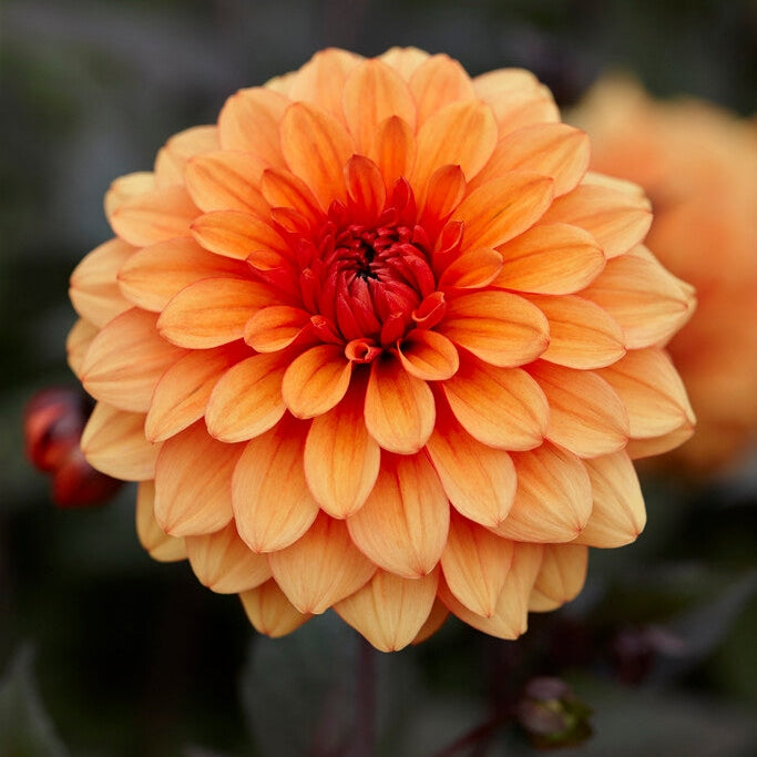 Dahlia Dekorativ David Howard 1-pak